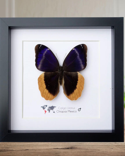 Framed caligo uranus butterfly: indigo & gold-edged owl, 8"x8"