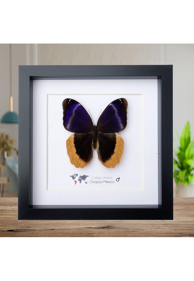 Framed caligo uranus butterfly: indigo & gold-edged owl, 8"x8"