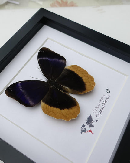 Framed caligo uranus butterfly: indigo & gold-edged owl, 8"x8"