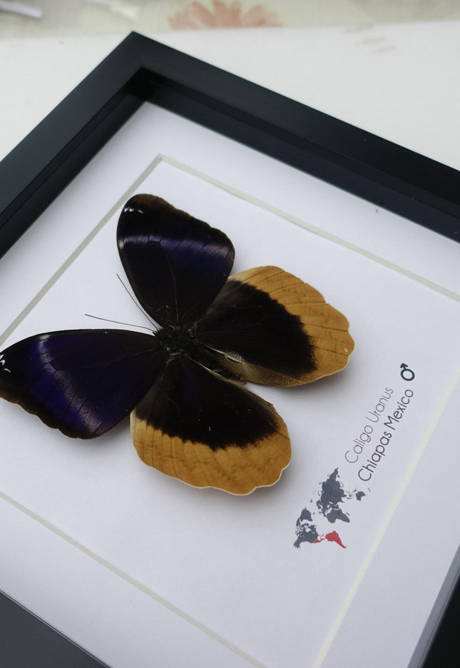 Framed caligo uranus butterfly: indigo & gold-edged owl, 8"x8"