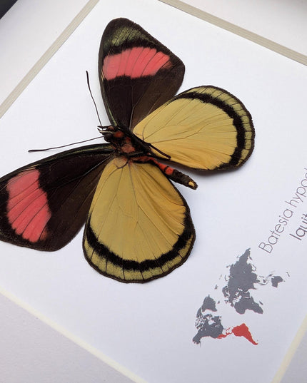 Framed Taxidermy Butterfly, Batesia hypochlora, Entomology Wall Decor
