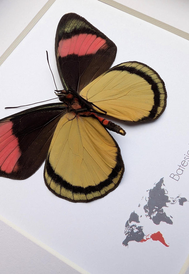 Framed Taxidermy Butterfly, Batesia hypochlora, Entomology Wall Decor