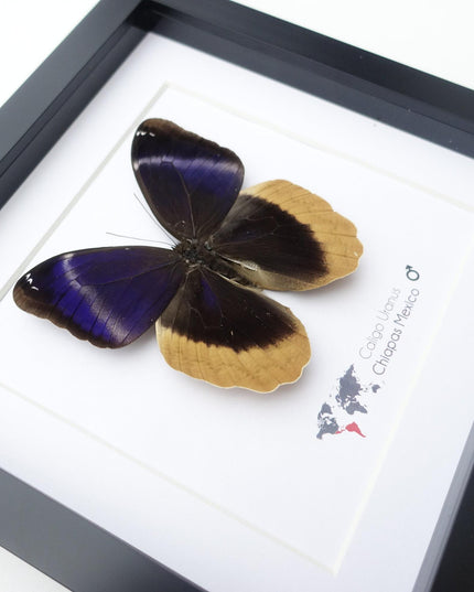 Framed caligo uranus butterfly: indigo & gold-edged owl, 8"x8"