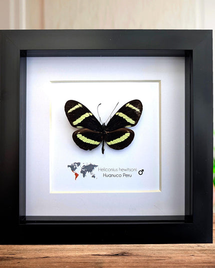 Framed Hewitson’s Longwing Butterfly, Taxidermy Wall Decor (6x6)