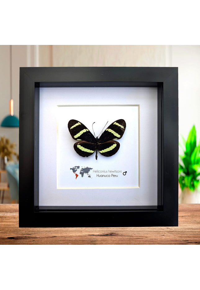 Framed Hewitson’s Longwing Butterfly, Taxidermy Wall Decor (6x6)