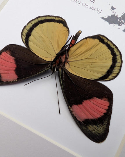 Framed Taxidermy Butterfly, Batesia hypochlora, Entomology Wall Decor