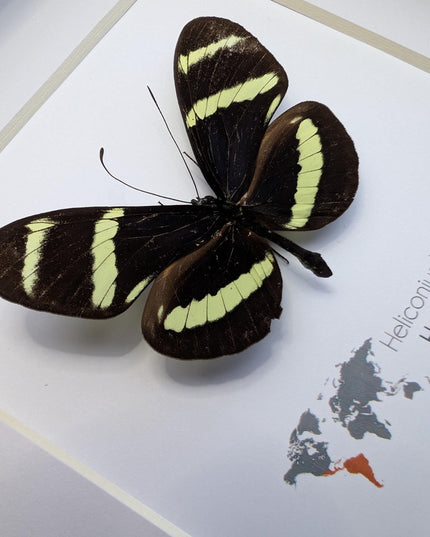 Framed Hewitson’s Longwing Butterfly, Taxidermy Wall Decor (6x6)