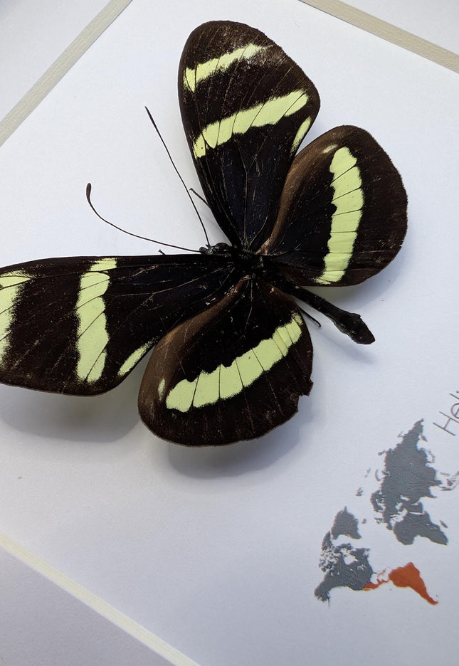 Framed Hewitson’s Longwing Butterfly, Taxidermy Wall Decor (6x6)