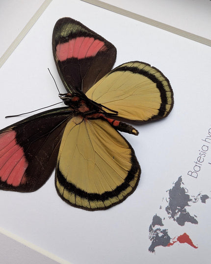 Framed Taxidermy Butterfly, Batesia hypochlora, Entomology Wall Decor
