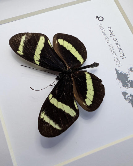 Framed Hewitson’s Longwing Butterfly, Taxidermy Wall Decor (6x6)