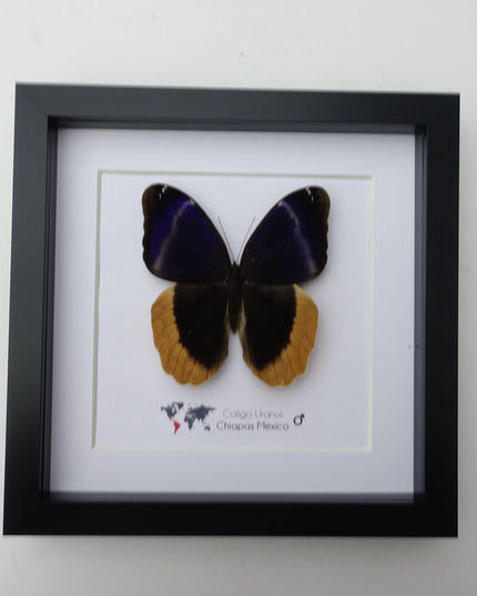 Framed caligo uranus butterfly: indigo & gold-edged owl, 8"x8"