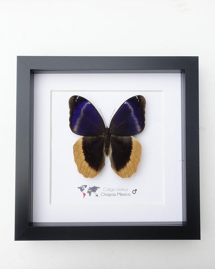 Framed caligo uranus butterfly: indigo & gold-edged owl, 8"x8"