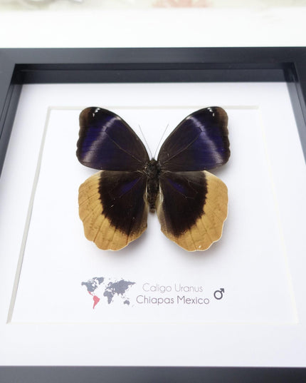 Framed caligo uranus butterfly: indigo & gold-edged owl, 8"x8"