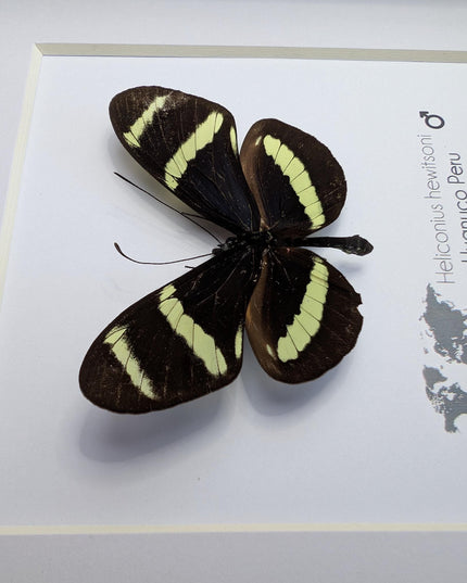 Framed Hewitson’s Longwing Butterfly, Taxidermy Wall Decor (6x6)