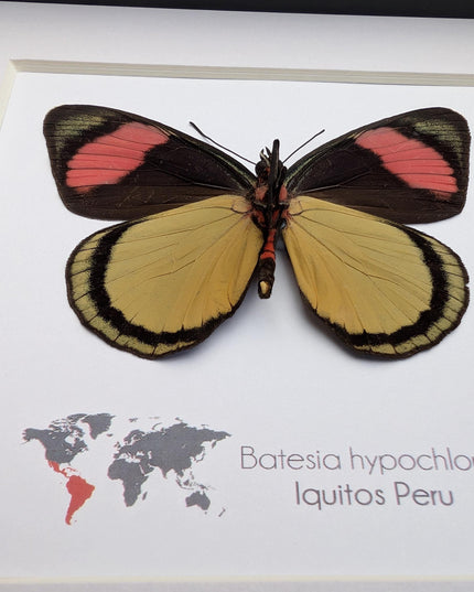 Framed Taxidermy Butterfly, Batesia hypochlora, Entomology Wall Decor
