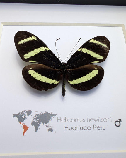 Framed Hewitson’s Longwing Butterfly, Taxidermy Wall Decor (6x6)