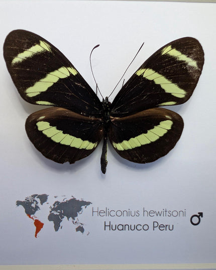 Framed Hewitson’s Longwing Butterfly, Taxidermy Wall Decor (6x6)