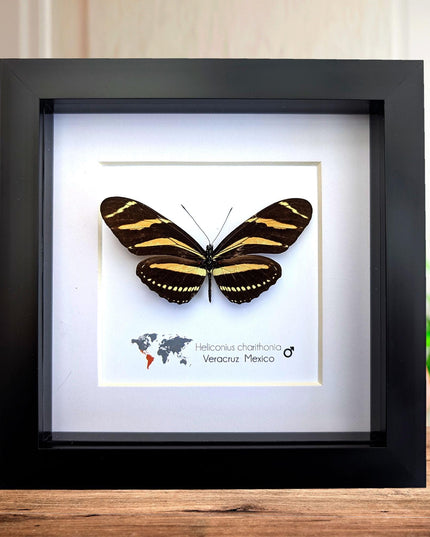 Framed Zebra Longwing Butterfly Taxidermy Display (6x6)