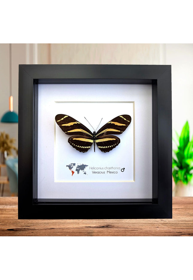 Framed Zebra Longwing Butterfly Taxidermy Display (6x6)