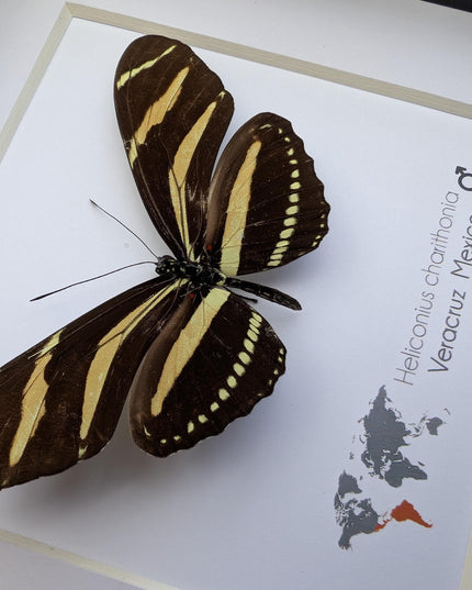 Framed Zebra Longwing Butterfly Taxidermy Display (6x6)