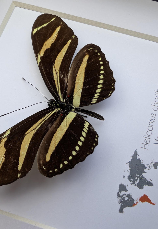Framed Zebra Longwing Butterfly Taxidermy Display (6x6)