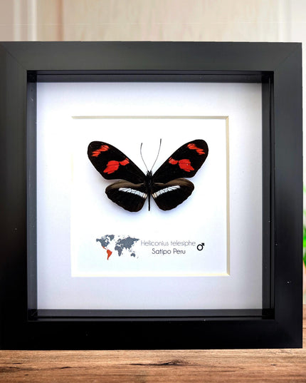 Red-rim Longwing Butterfly Taxidermy Display, Framed Entomology Gift (6x6)