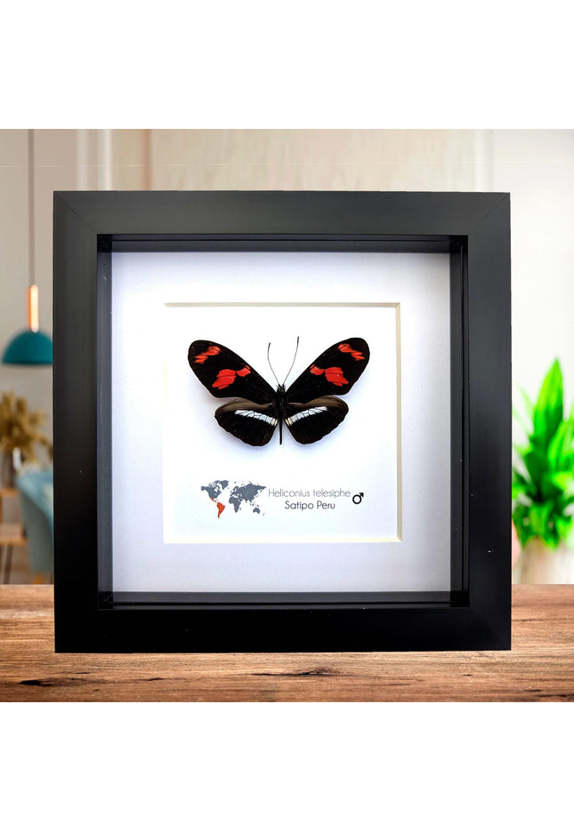 Red-rim Longwing Butterfly Taxidermy Display, Framed Entomology Gift (6x6)