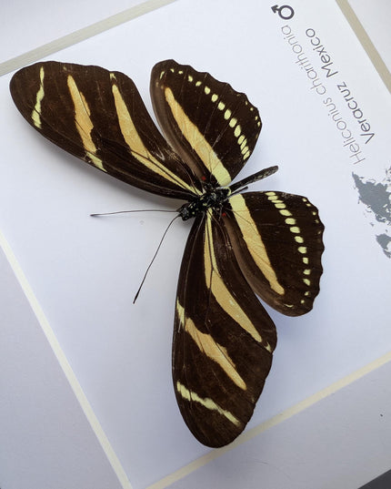 Framed Zebra Longwing Butterfly Taxidermy Display (6x6)