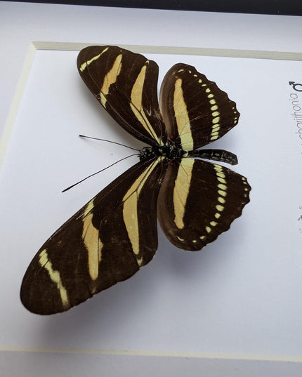Framed Zebra Longwing Butterfly Taxidermy Display (6x6)