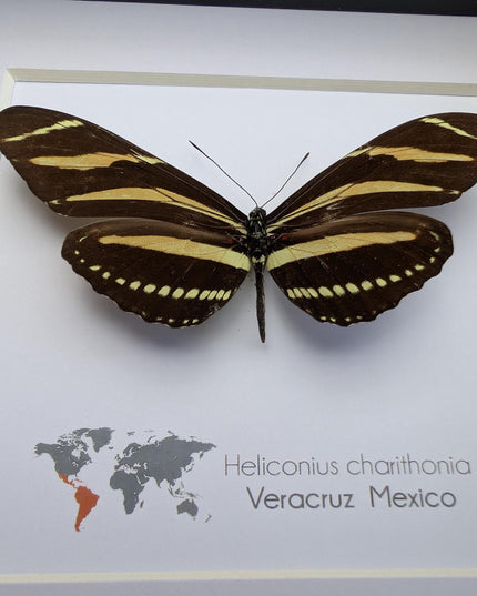 Framed Zebra Longwing Butterfly Taxidermy Display (6x6)