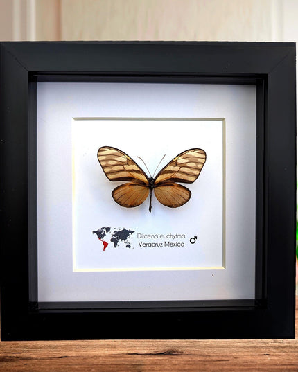 Dircena euchytima,  the euchytima glasswing, wall decor, taxidermy gift, entomology present, frame 6" x 6"