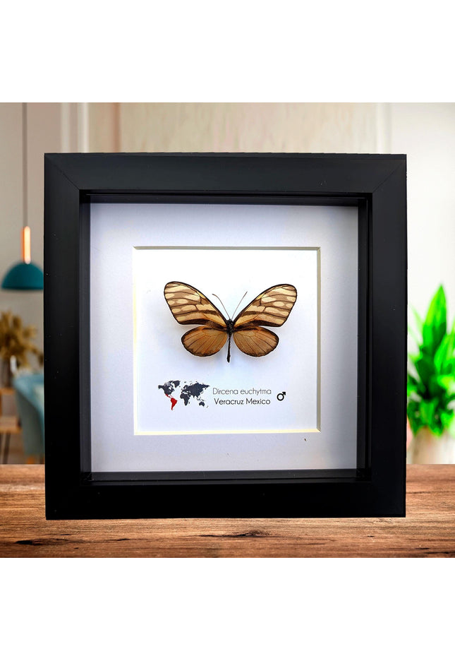 Dircena euchytima,  the euchytima glasswing, wall decor, taxidermy gift, entomology present, frame 6" x 6"