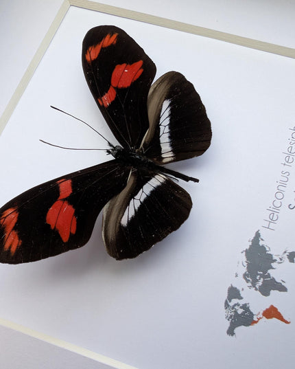 Red-rim Longwing Butterfly Taxidermy Display, Framed Entomology Gift (6x6)