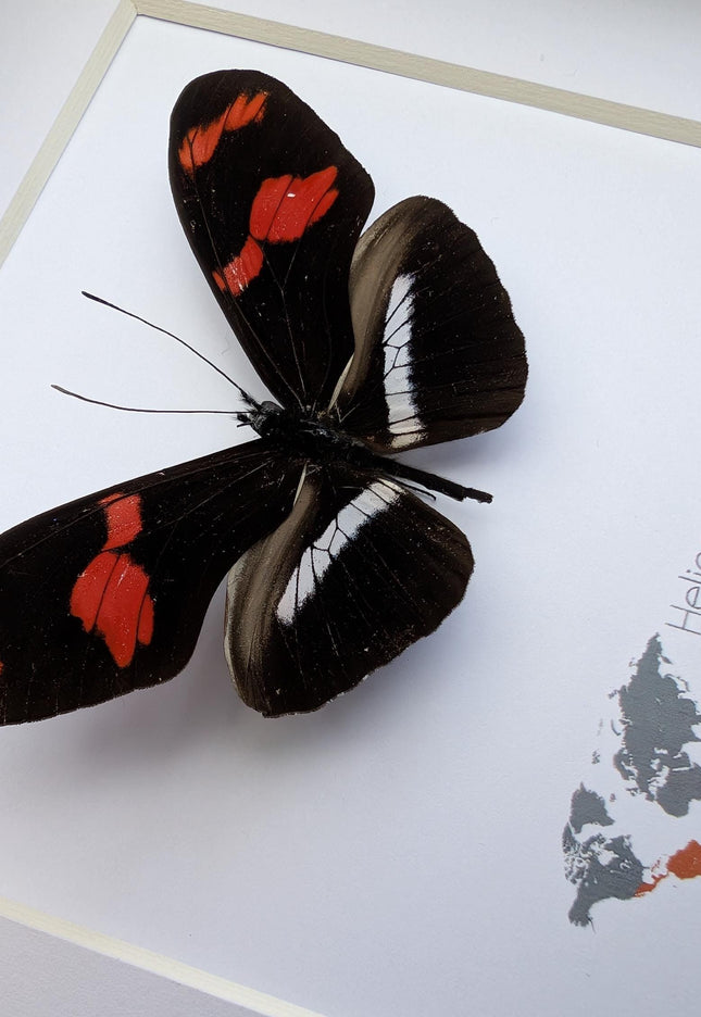 Red-rim Longwing Butterfly Taxidermy Display, Framed Entomology Gift (6x6)