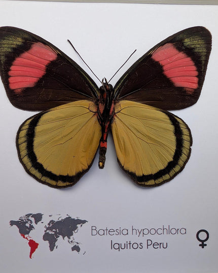 Framed Taxidermy Butterfly, Batesia hypochlora, Entomology Wall Decor