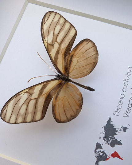 Dircena euchytima,  the euchytima glasswing, wall decor, taxidermy gift, entomology present, frame 6" x 6"