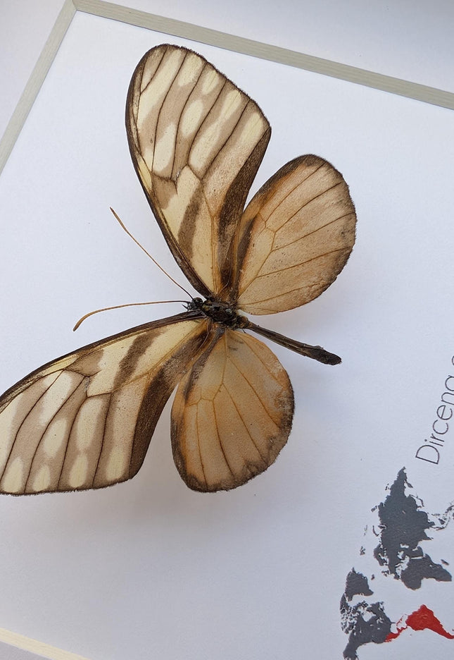 Dircena euchytima,  the euchytima glasswing, wall decor, taxidermy gift, entomology present, frame 6" x 6"