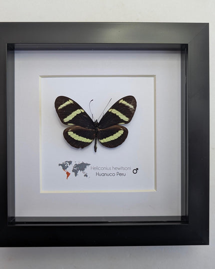 Framed Hewitson’s Longwing Butterfly, Taxidermy Wall Decor (6x6)