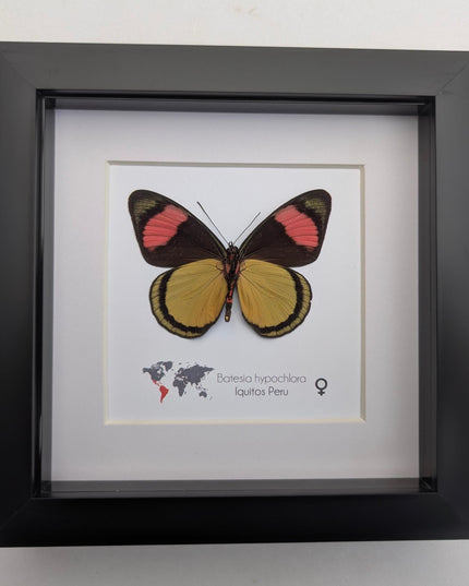Framed Taxidermy Butterfly, Batesia hypochlora, Entomology Wall Decor