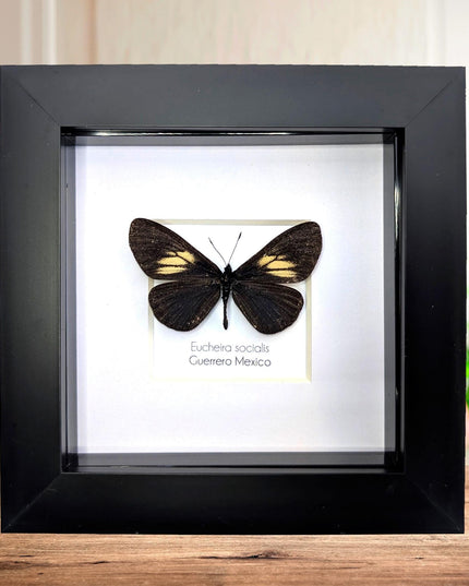 Framed Mexican Social Butterfly Taxidermy, Entomology Wall Art (4x4)
