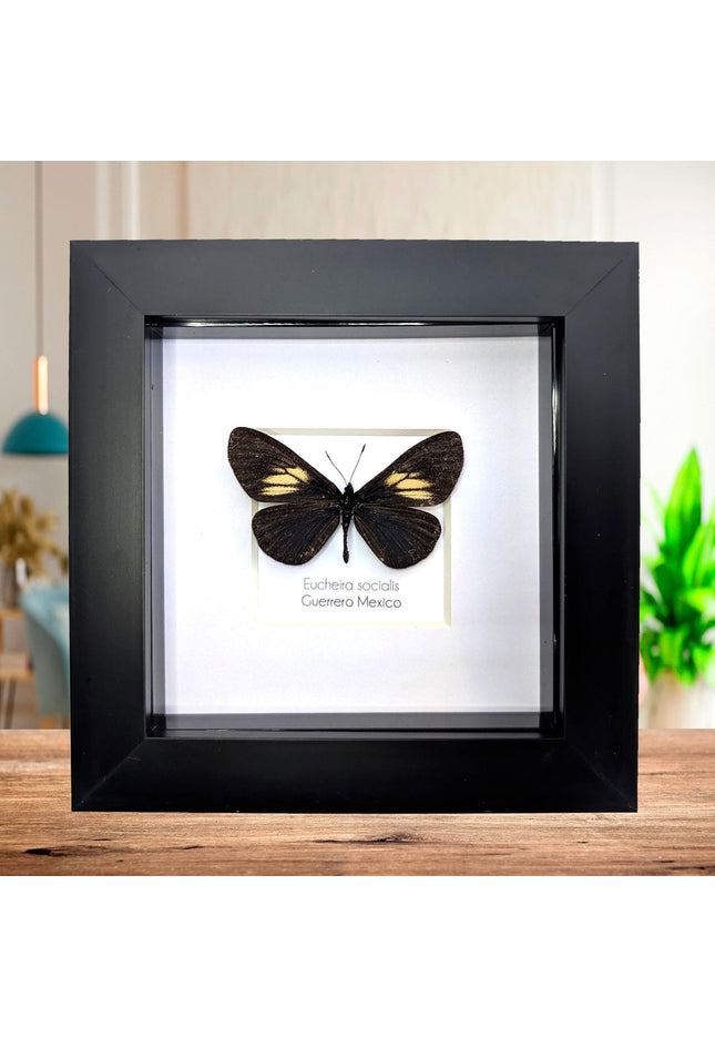 Framed Mexican Social Butterfly Taxidermy, Entomology Wall Art (4x4)
