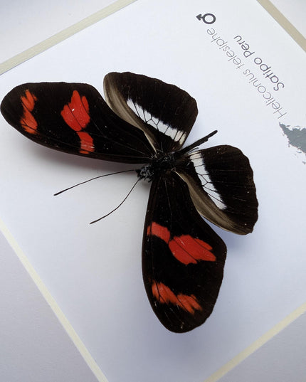 Red-rim Longwing Butterfly Taxidermy Display, Framed Entomology Gift (6x6)