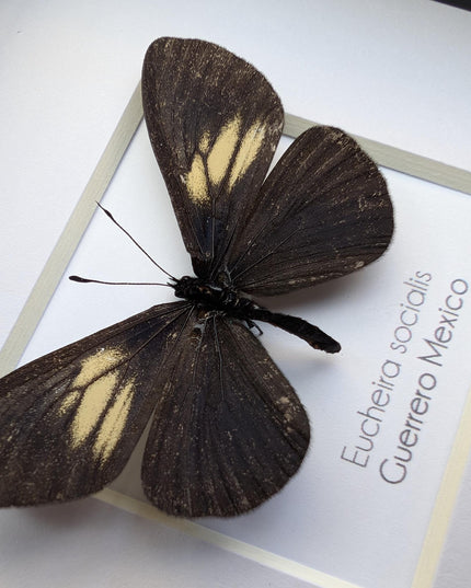 Framed Mexican Social Butterfly Taxidermy, Entomology Wall Art (4x4)