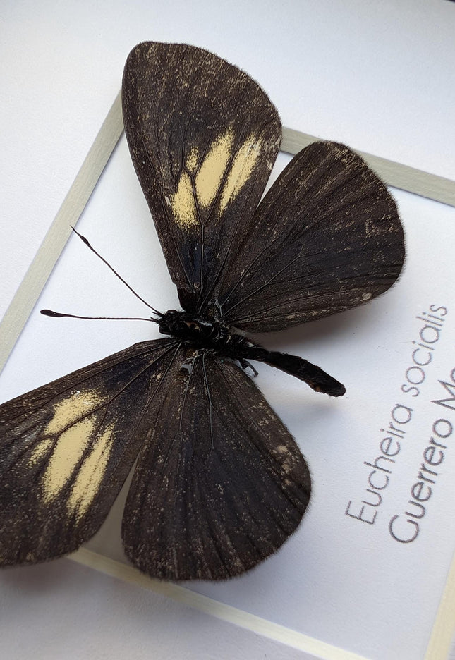 Framed Mexican Social Butterfly Taxidermy, Entomology Wall Art (4x4)
