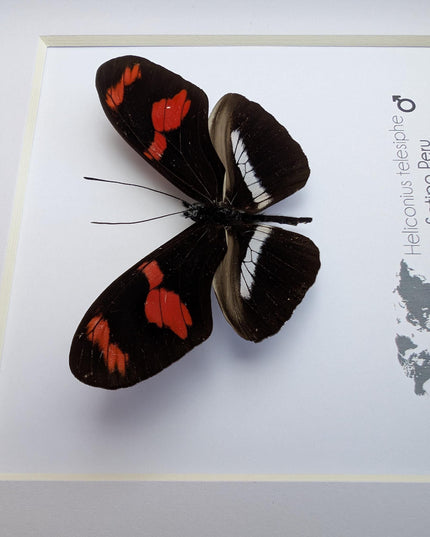 Red-rim Longwing Butterfly Taxidermy Display, Framed Entomology Gift (6x6)