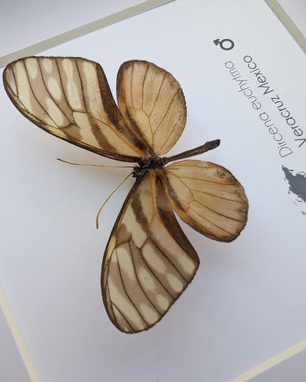 Dircena euchytima,  the euchytima glasswing, wall decor, taxidermy gift, entomology present, frame 6" x 6"