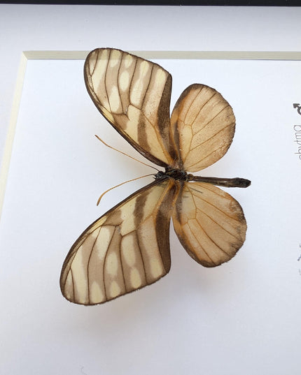 Dircena euchytima,  the euchytima glasswing, wall decor, taxidermy gift, entomology present, frame 6" x 6"