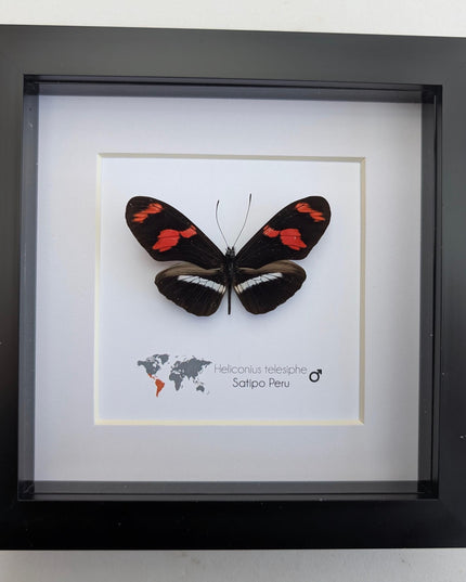 Red-rim Longwing Butterfly Taxidermy Display, Framed Entomology Gift (6x6)