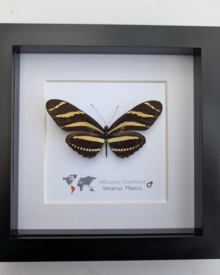 Framed Zebra Longwing Butterfly Taxidermy Display (6x6)