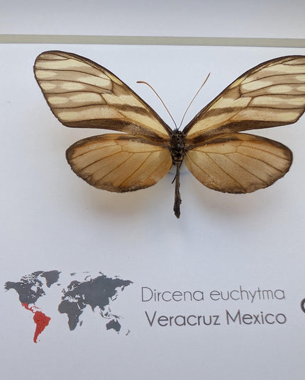 Dircena euchytima,  the euchytima glasswing, wall decor, taxidermy gift, entomology present, frame 6" x 6"